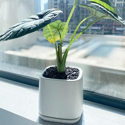 10 lbs Small Black Pebbles for Indoor Plants. 3/8 inch Decorative Black River Rocks for Succulent Potted Plant, Vase, Landscaping and Outdoor Garden Rocks