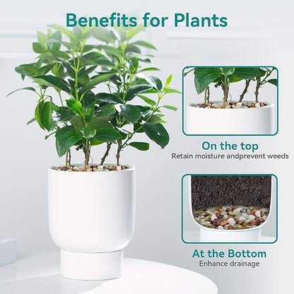 10lbs Pebbles for Indoor Plants, 3/8 Inch Small Rocks for Potted Plants, Succulents, Vase Fillers, Cactus Planters, Bird Bath, Fountain, Outdoor Garden Landscaping