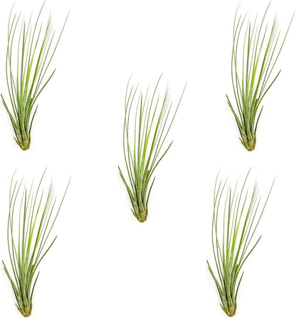 Air Plants - Tillandsia Juncea, Jumbo 8-12" - 5ct - Live Arrival Guaranteed - House Plants for Home Decor & Gift