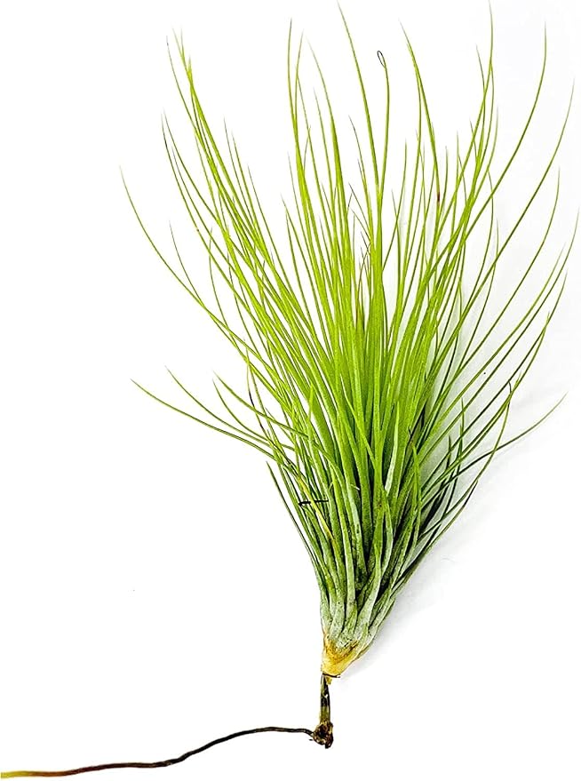 Air Plants - Tillandsia Andreana, Large 4-6" - 5ct - Live Arrival Gauranteed - House Plants for Home Decor & Gift