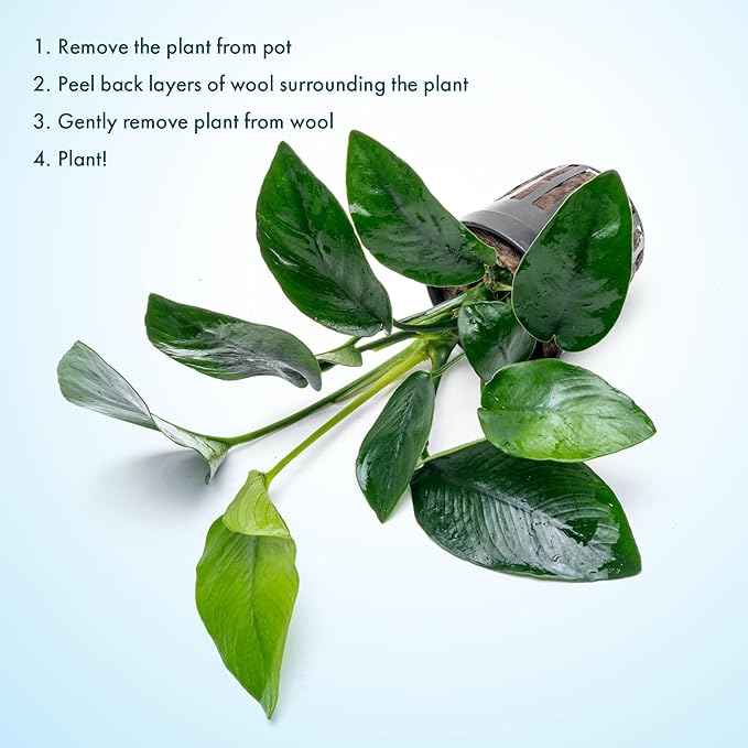 Anubias Live Aquarium Plants - Anubias Nana Tropica (Anubias barteri Nana) - Low Light Epiphytic Rhizome for Foreground to Midground Freshwater Aquascapes, Dark Green Accent - Pot