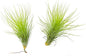 Air Plants - Tillandsia Andreana, Large 4-6" - 2ct - Live Arrival Gauranteed - House Plants for Home Decor & Gift