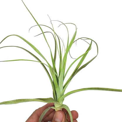 Air Plants - Tillandsia Straminea Jumbo 6-9" - 1ct - Live Arrival Guaranteed - House Plants for Home Decor & Gift