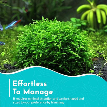 Aquarium Christmas Moss Vesicularia Portion Plant - All Natural & Organic Aquatic Plants - Absorbs Excess Nutrients - Long Lasting & Easy to Care Plants - Suitable for Summer & Winter