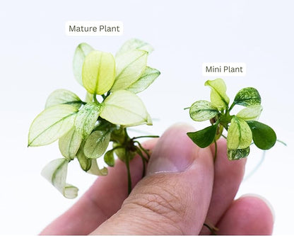 Anubias Nana Petite White Live Aquarium Plant - Rare Aquatic Plant, Perfect for Nano Tanks, Terrariums, Easy Maintenance, Freshwater Aquascaping (3 Mini Loose Plants)