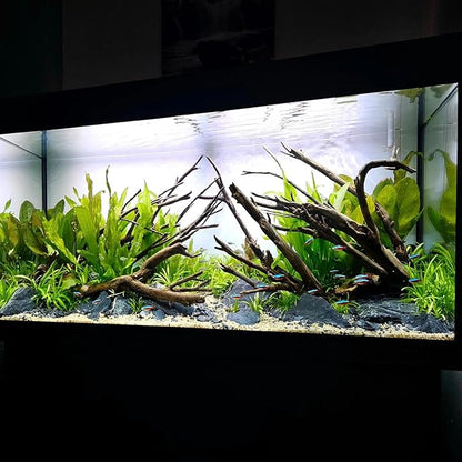 Amazon Sword Echinodorus Bleheri Live Plant for Freshwater Aquariums, Natural Fish Tank Decorations, and Aquatic Decor (1 Pot (2-3 Plants))