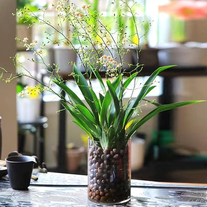 5 lbs Clay Pebbles for Plants, 8-12 mm Leca Clay Balls for Indoor Plants, Orchid Potting Mixes, Hydroponic Growing, Aquaponics, Potted Top Dressing and Drainage