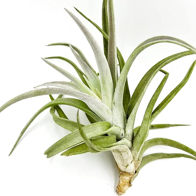 Air Plants - Tillandsia Cacticola, Jumbo 6-9" - 5ct - Live Arrival Guaranteed - House Plants for Home Decor & Gift