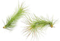 Air Plants - Tillandsia Funckiana, Large 5" - 2ct - Live Arrival Guaranteed - House Plants for Home Decor & Gift