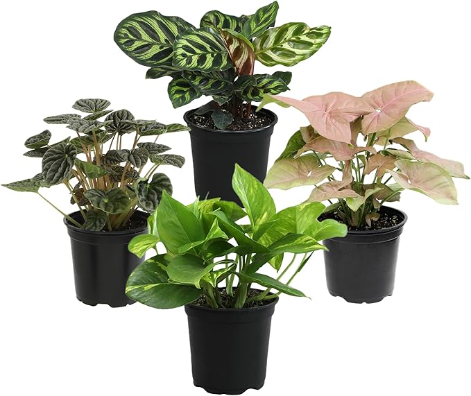 Essential Houseplant Collection (4PK) Live Plants Indoor Plants Live Houseplants in Plant Pots, Easy House Plants Indoors Live, Snake Plant, Pothos in Potting Soil, Clean Air Plants by Plants for Pets