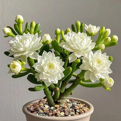 5 lbs Succulent Cactus Soil Potting Mix,1/4 inch Pumice Pebbles Mix Horticultural Lava Rock for Indoor Plants, Bonsai, Orchid