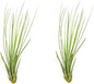 Air Plants - Tillandsia Juncea, Jumbo 8-12" - 2ct - Live Arrival Guaranteed - House Plants for Home Decor & Gift