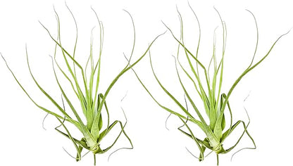 Air Plants - Tillandsia Straminea Jumbo 6-9" - 2ct - Live Arrival Guaranteed - House Plants for Home Decor & Gift