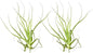 Air Plants - Tillandsia Straminea Jumbo 6-9" - 2ct - Live Arrival Guaranteed - House Plants for Home Decor & Gift