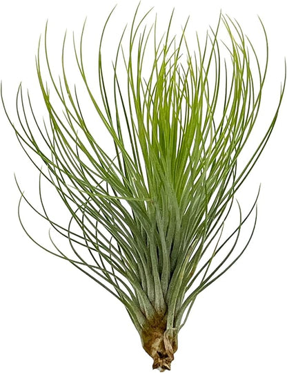 Air Plants - Tillandsia Andreana, Large 4-6" - 2ct - Live Arrival Gauranteed - House Plants for Home Decor & Gift