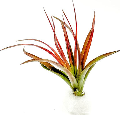 Air Plants - Tillandsia Brachycaulos Abdita, Large 4-6" - 1 ct - Live Arrival Guaranteed - House Plants for Home Decor & Gift