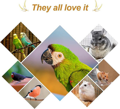 Amzey 5.5 LB Spray Millet for Parakeets, 100% Natural Dried Millet Grain for Birds, Non-GMO Bird Treat for Cockatiel, Finches, Parrots & Lovebirds