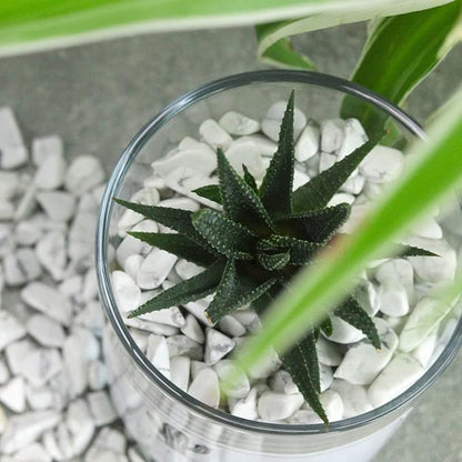 1lb Howlite Aquarium Gravel Rocks Natural Tumbled Healing Crystal Chips Bulk Gemstones Crushed Stones for Fountain Vase Filler Planters Decorative Fish Tank Potted Reiki Energy Balancing