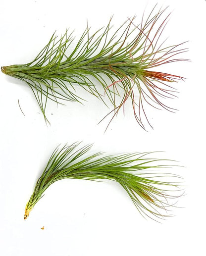 Air Plants - Tillandsia Funckiana Hybrid, Large 5-7" - 2ct - Live Arrival Guaranteed - House Plants for Home Decor & Gift