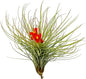 Air Plants - Tillandsia Andreana, Large 4-6" - 1ct - Live Arrival Gauranteed - House Plants for Home Decor & Gift