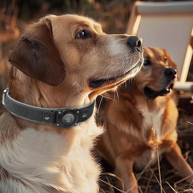AirTag Dog Collar - Leather Dog Collar with Air Tag Holder | IPX8 Waterproof, Reflective, High - End, Adjustable Soft Padded | Dog GPS Tracker Collars Fit for Medium Large Dogs (Black, M)