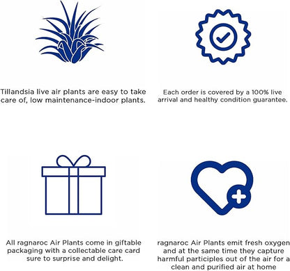 Air Plants - Tillandsia Seleriana, Large 4-6" - 3ct - Live Arrival Guaranteed - House Plants for Home Decor & Gift