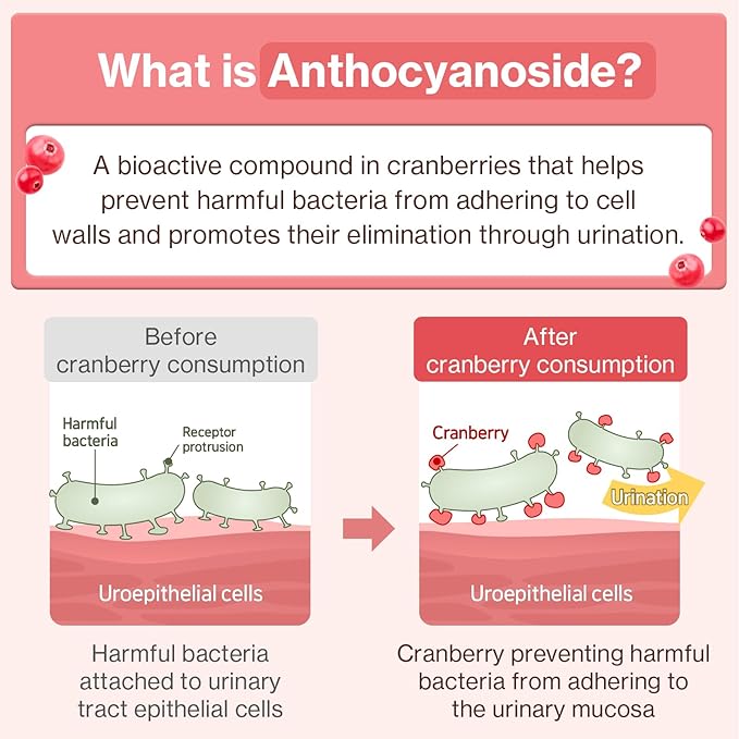 Dr.by UT Care Cat UTI Kidney Support Urinary Supplement Cranberry Treatment for Cats Renal Health with Pacran, Quercetin, Taurine lickable Formula Individually Packaged (1 Pack)