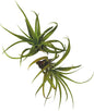 Air Plants - Tillandsia Capitata (Peach), Large 5-7” - 2 ct - Live Arrival Guaranteed - House Plants for Home Decor & Gift
