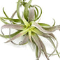 Air Plants - Tillandsia Cacticola, Jumbo 6-9" - 1ct - Live Arrival Guaranteed - House Plants for Home Decor & Gift