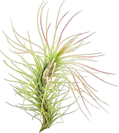 Air Plants - Tillandsia Funckiana, Large 5" - 5ct - Live Arrival Guaranteed - House Plants for Home Decor & Gift