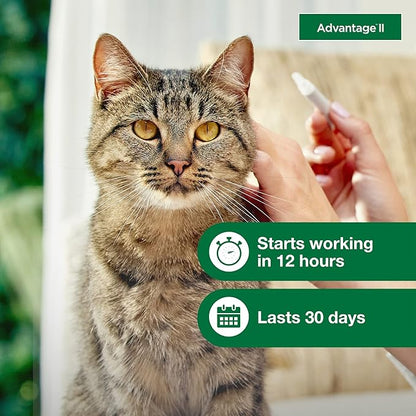 Advantage II Large Cat Vet-Recommended Flea Treatment & Prevention | Cats Over 9 lbs. | 4-Month Supply
