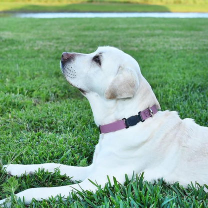 Dogline Biothane Waterproof Dog Collar with Herm Sprenger Stainless Steel Quick Release Buckle – Heavy Duty Tactical Durable Collar for Dogs – Comfortable and Safe Pet Collar W 3/4" L 12-19" Amethyst