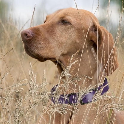 Dogline Biothane Waterproof Dog Collar Strong Coated Nylon Webbing with Black Hardware Odor- Proof for Easy Care Easy to Clean High Performance Fits Small Medium or Large Dogs, Violet Purple