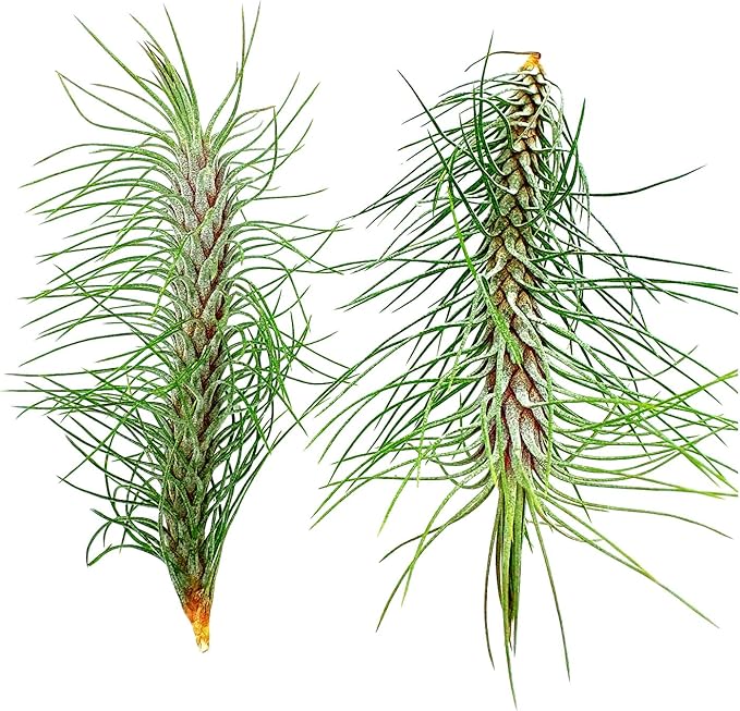 Air Plants - Colombian Tillandsia Funckiana, Large 5" - 2ct - Live Arrival Guaranteed - House Plants for Home Decor & Gift