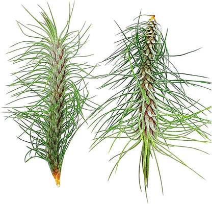 Air Plants - Colombian Tillandsia Funckiana, Large 5" - 2ct - Live Arrival Guaranteed - House Plants for Home Decor & Gift