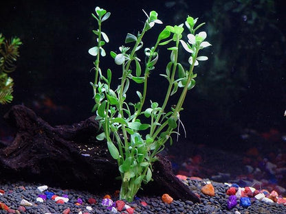 18 Plants Bundle / 6 Species Live Aquarium Plants Package - Microsorum, Amazon Sword, Anubias, Moneywort, Hornwort, etc. (75+ Gallon Aquariums)