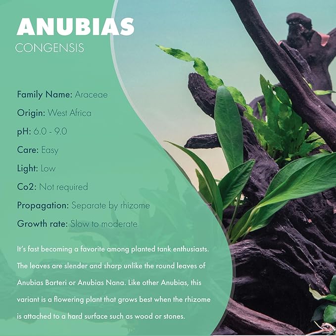 Anubias Live Aquarium Plants - Potted Freshwater Plant for Fish Tanks, Terrariums - Beginner Friendly Low Light (Congensis, 1 Pot)