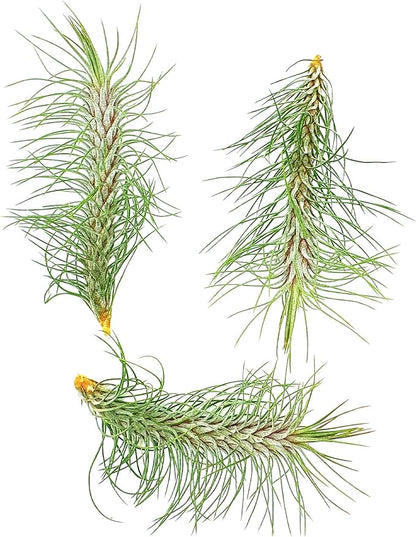 Air Plants - Colombian Tillandsia Funckiana, Large 5" - 3ct - Live Arrival Guaranteed - House Plants for Home Decor & Gift