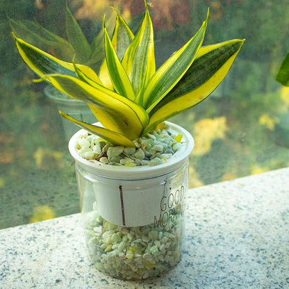 18lb Jade Bean Pebbles,1/4 Inch Cactus Bonsai DIY Rocks, Natural Succulent Rock and River Rocks Decorative for Aquariums, Vases, Terrarium, Outdoor Gardening, Top Dressing for Potted Plants