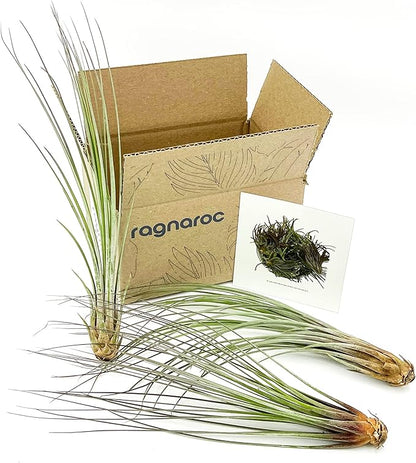Air Plants - Tillandsia Juncea, Jumbo 8-12" - 3ct - Live Arrival Guaranteed - House Plants for Home Decor & Gift