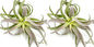 Air Plants - Tillandsia Cacticola, Jumbo 6-9" - 2ct - Live Arrival Guaranteed - House Plants for Home Decor & Gift