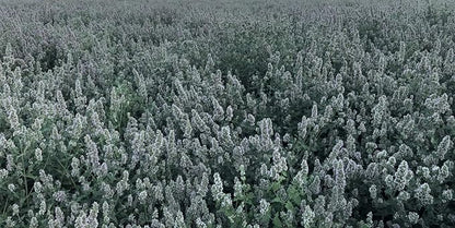 from The Field | Fine Ground Stalkless Catnip | Premium USA-Grown Catnip for Toys & Playtime | Fresh, Potent, Non-Toxic, Eco-Friendly | Safe for Kittens & Cats | Resealable 2 Oz Tub