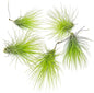 Air Plants - Tillandsia Andreana, Large 4-6" - 5ct - Live Arrival Gauranteed - House Plants for Home Decor & Gift