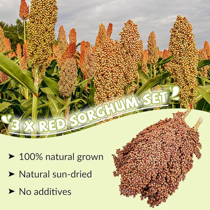 Fhiny Millet Spray for Birds, 3 PCS Natural Sun-Dried Red Sorghum Grain for Birds Seed Original Parrot Treats & Supplement Parakeet Food for Cockatiels Lovebirds Finches Budgies Pigeons Hamsters