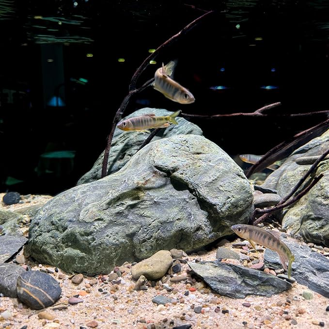 Aquarium Decor River Rock Decorative Stones Fish Tank Rocks Aquarium Landscapes 20LB Decoration Stone for Aquariums Aquascaping Terrariums,Paludariums,and Gardens（4-9inch / 4PCS）