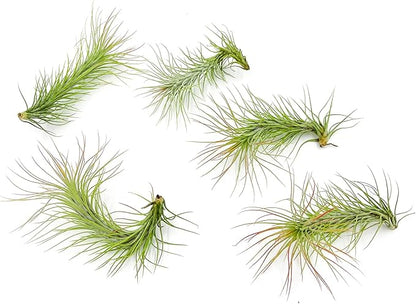 Air Plants - Tillandsia Funckiana, Large 5" - 5ct - Live Arrival Guaranteed - House Plants for Home Decor & Gift