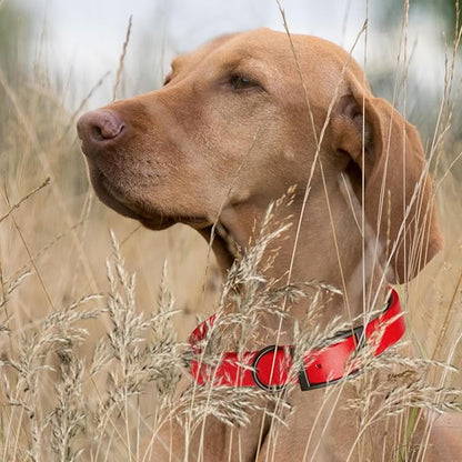 Dogline Biothane Waterproof Dog Collar Strong Coated Nylon Webbing with Black Hardware Odor- Proof for Easy Care Easy to Clean High Performance Fits Small Medium or Large Dogs, Cherry Red