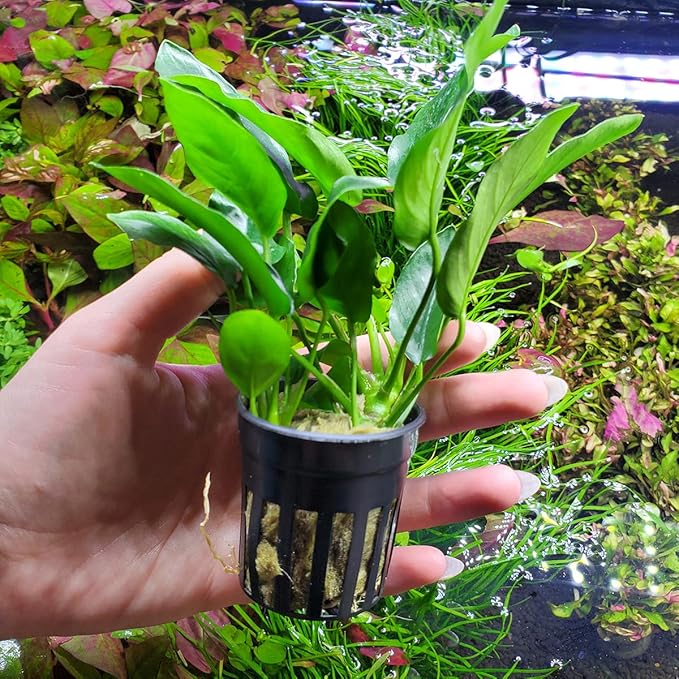 Anubias Live Aquarium Plants - Potted Freshwater Plant for Fish Tanks, Terrariums - Beginner Friendly Low Light (Nana, 5 Pots)