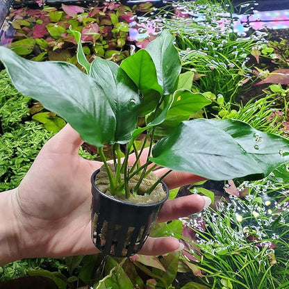 Anubias Live Aquarium Plants - Potted Freshwater Plant for Fish Tanks, Terrariums - Beginner Friendly Low Light (Barteri, 3 Pots)