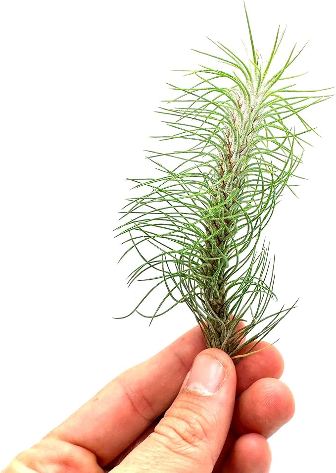 Air Plants - Colombian Tillandsia Funckiana, Large 5" - 1ct - Live Arrival Guaranteed - House Plants for Home Decor & Gift